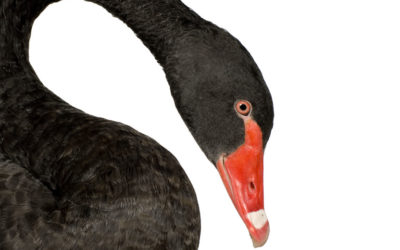 our legal news picks 65 ‘Black Swan’ Events Could Motivate More Big Law Firms to Seek PE, Outside Capital