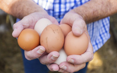 our legal news picks 29 Widening a Circuit Split: Fed. Judge Sides With Freight Broker in Egg Negligence Suit