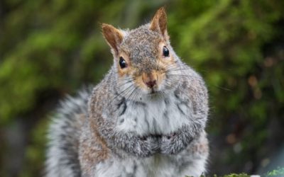 Stop Acting Like A Squirrel With Your Legal Business Development