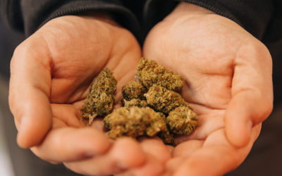 our legal news picks 78 Attorney-Owned Marijuana Company Can’t Proceed With Defamation Lawsuit, Fed Judge Says